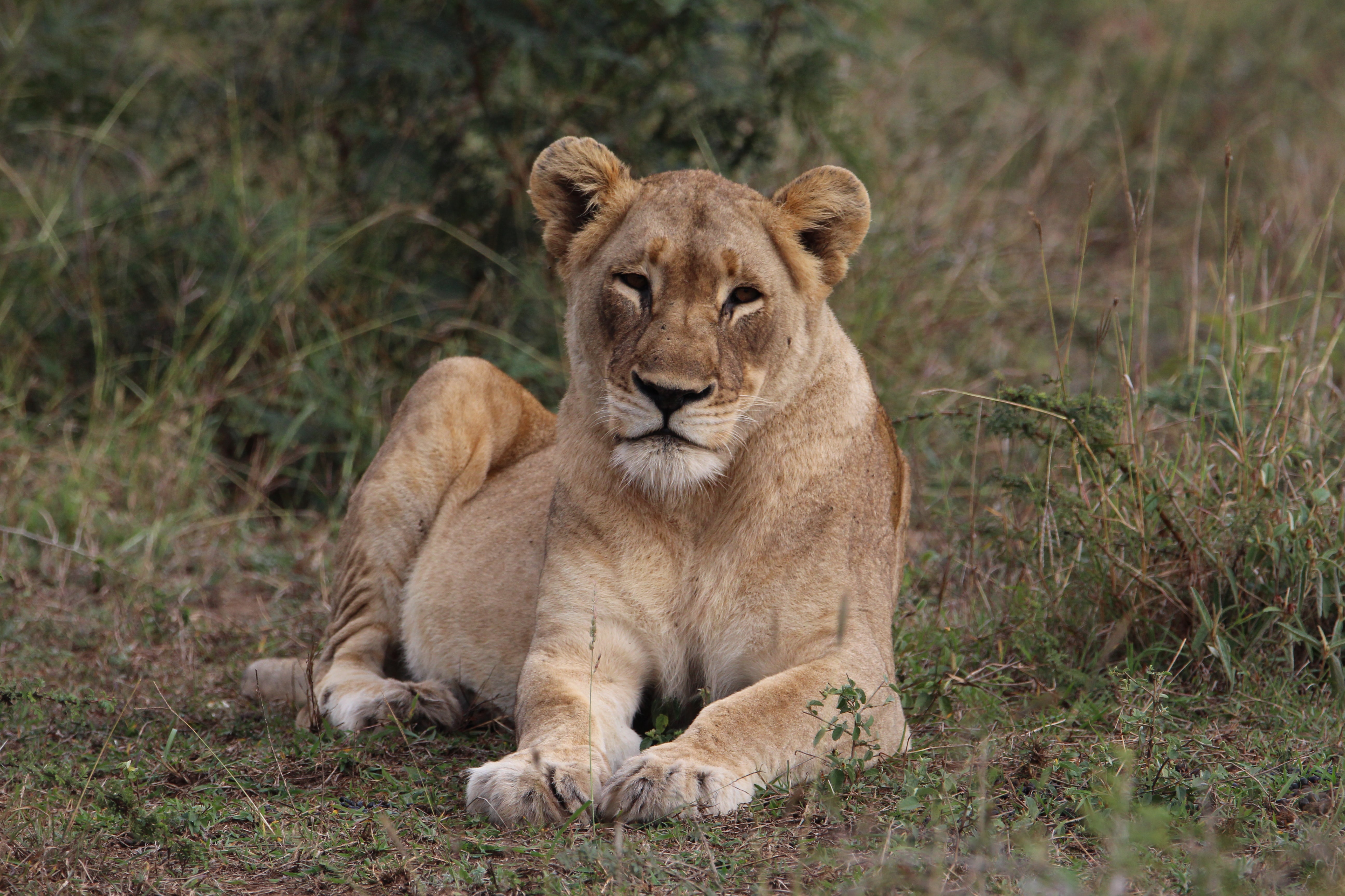 A lioness having a rest